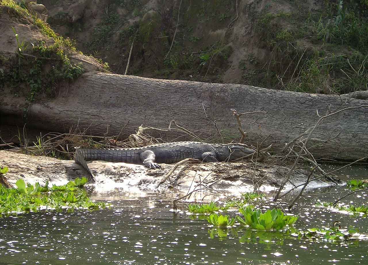 Chitwan National Park