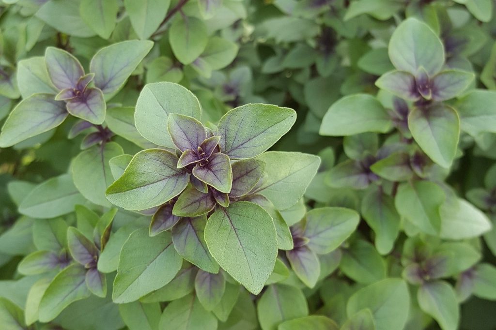 Tulsi Leaves