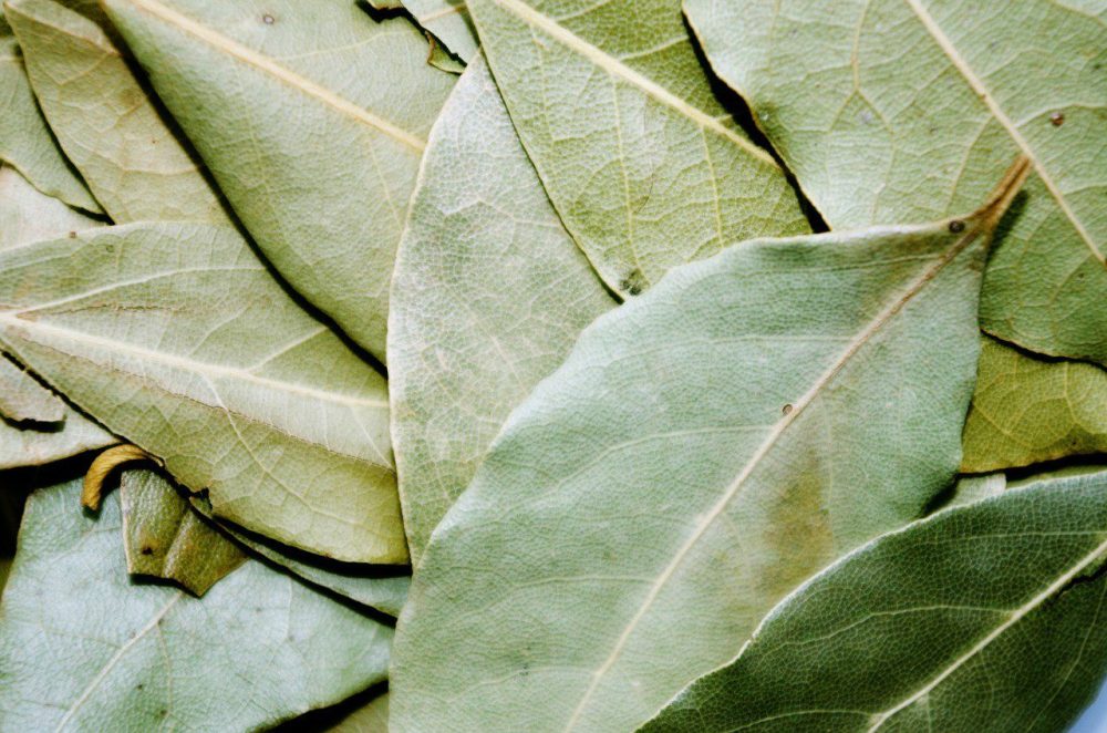 Bay Leaf Tea