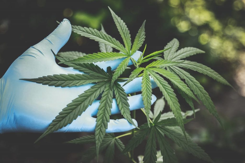 Cannabis Industry
