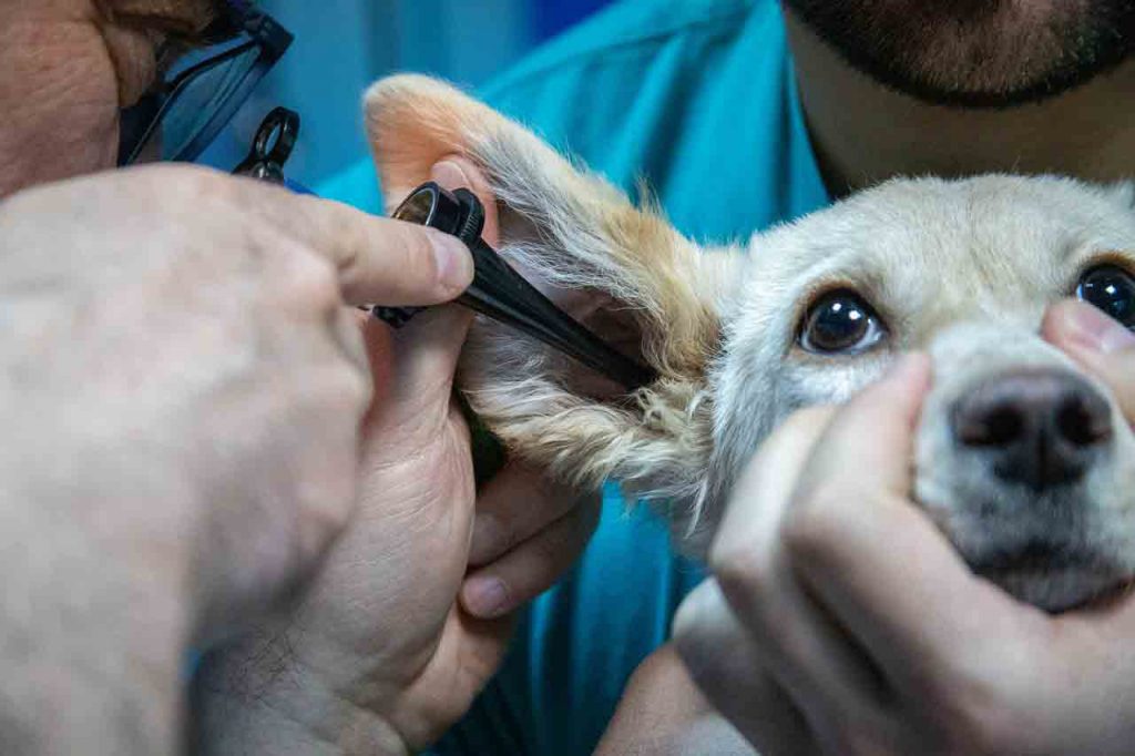 Veterinary Basic Science course