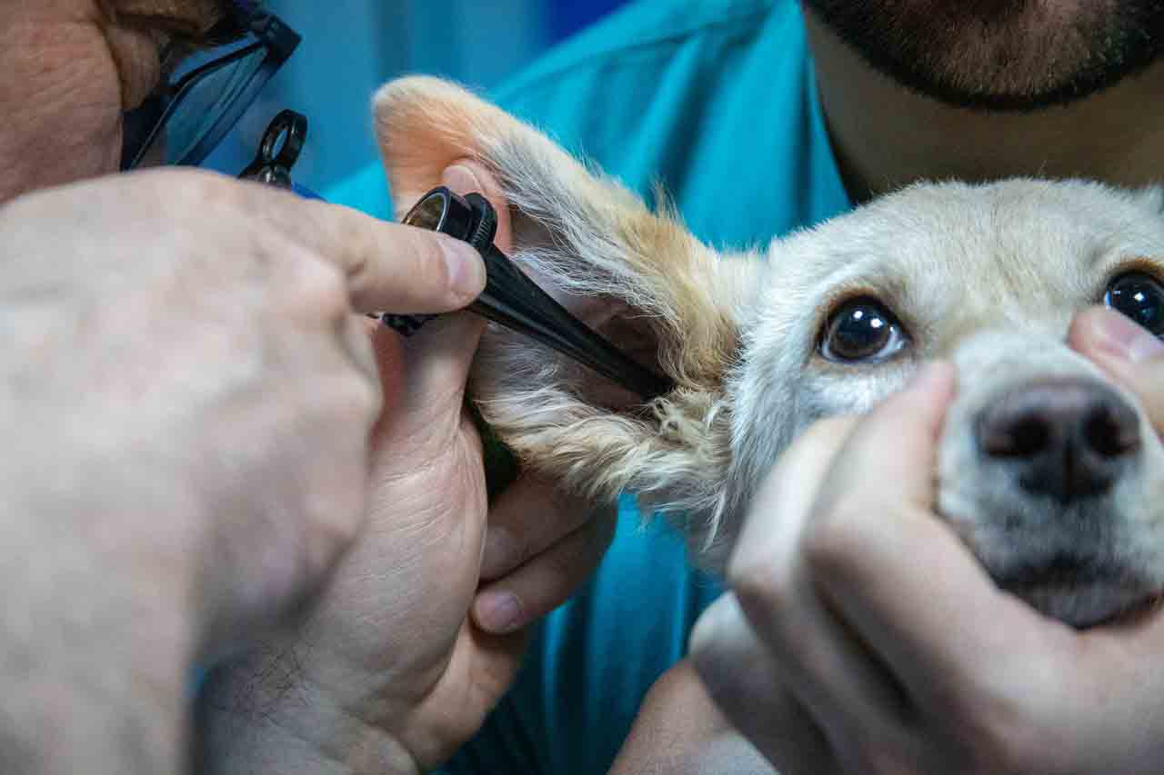Veterinary Basic Science course