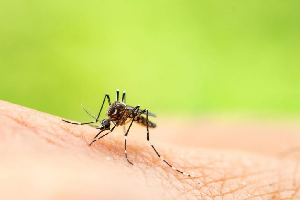 Mosquitoes