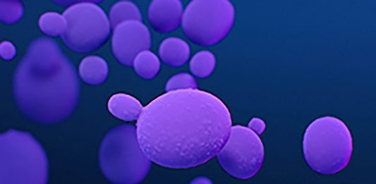 candida auris superbug