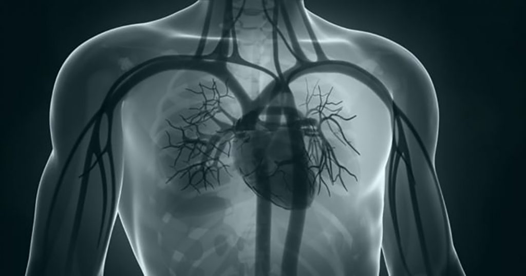 lungs