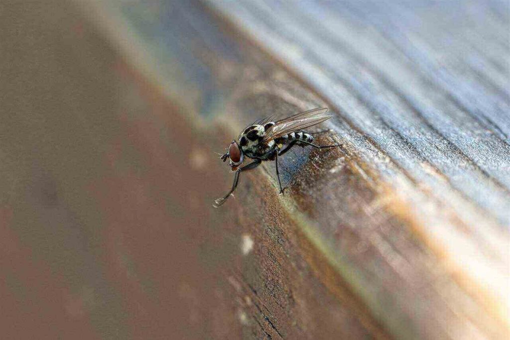 Fly Insects