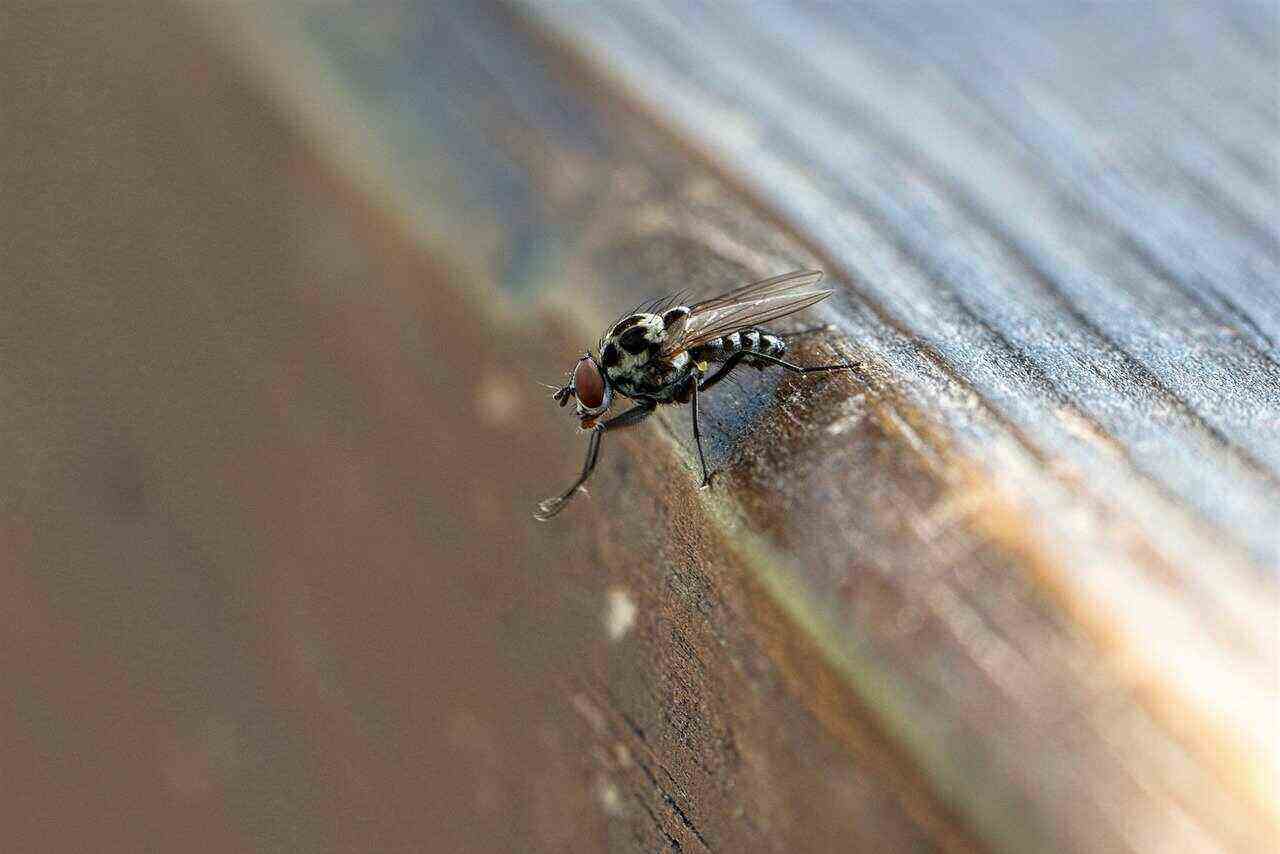 Fly Insects