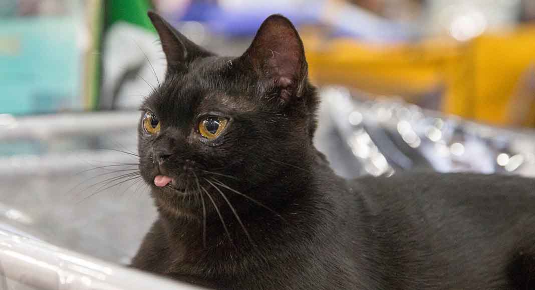 Black Bombay Cat
