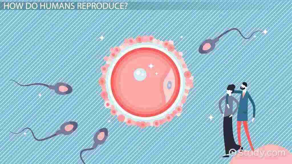 Human Reproduction