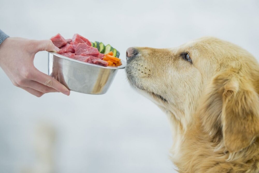 Raw Meat For Dogs