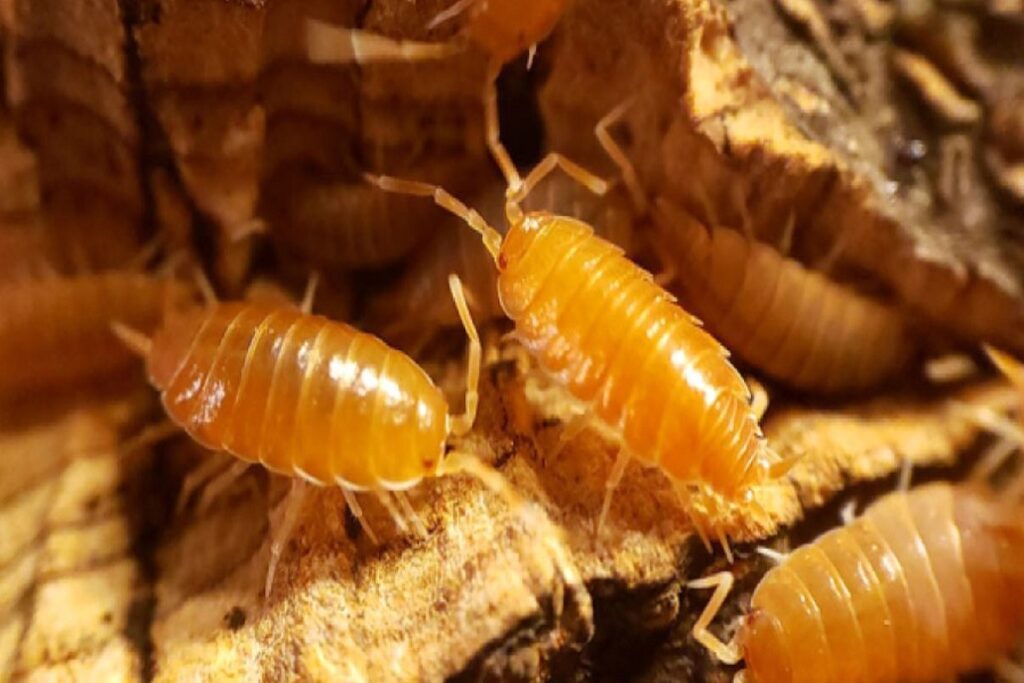 Isopod