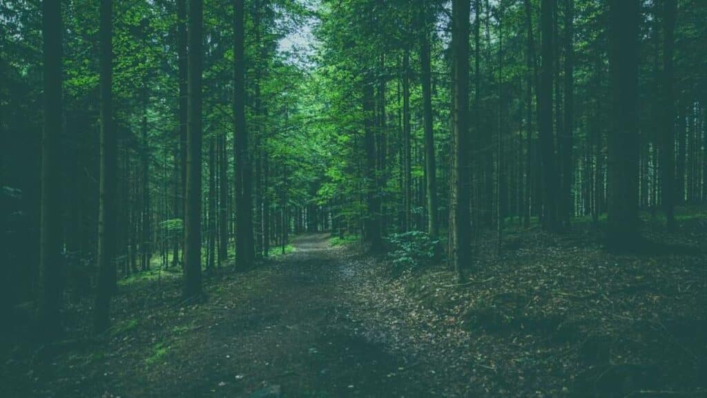 Top German Forest