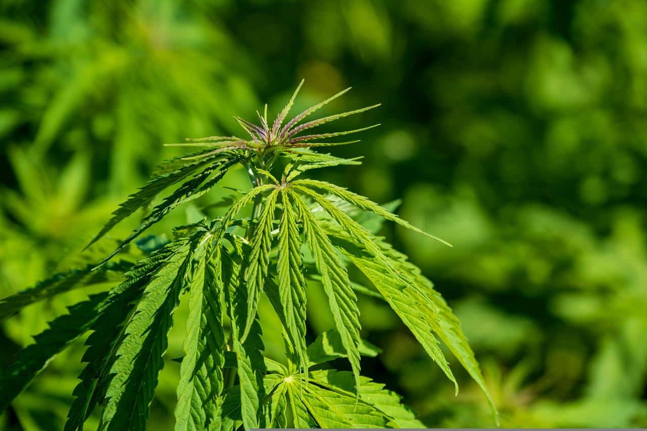 marijuana