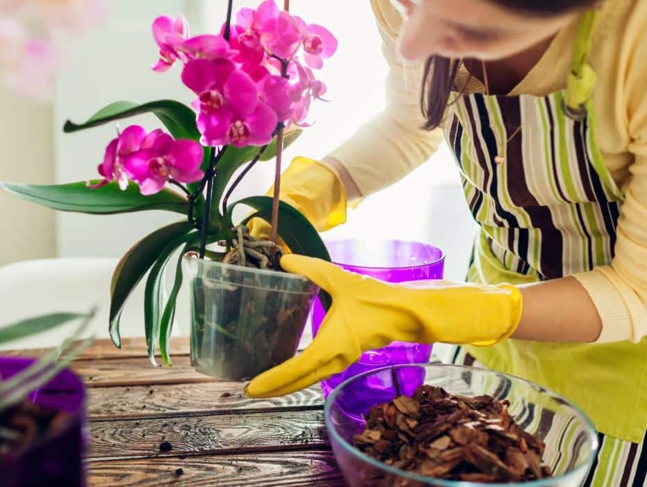 orchid care