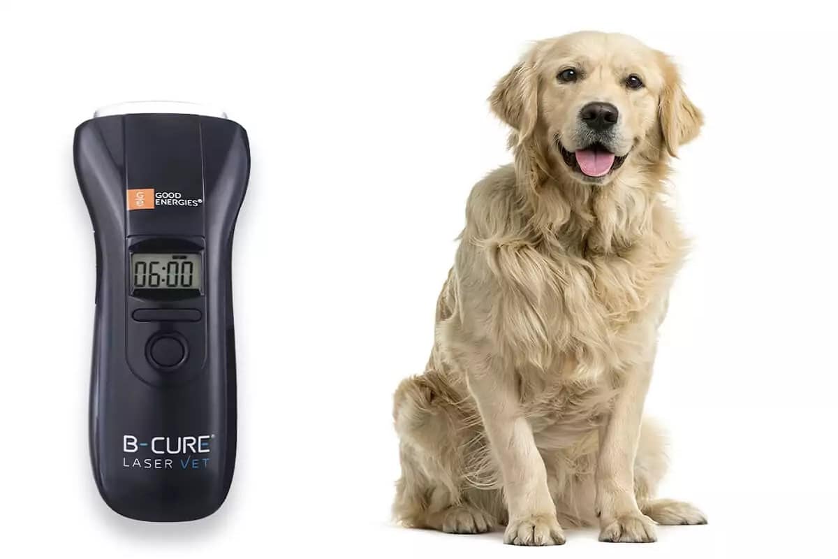 Laser Therapy for Dogs Hip Dysplasia