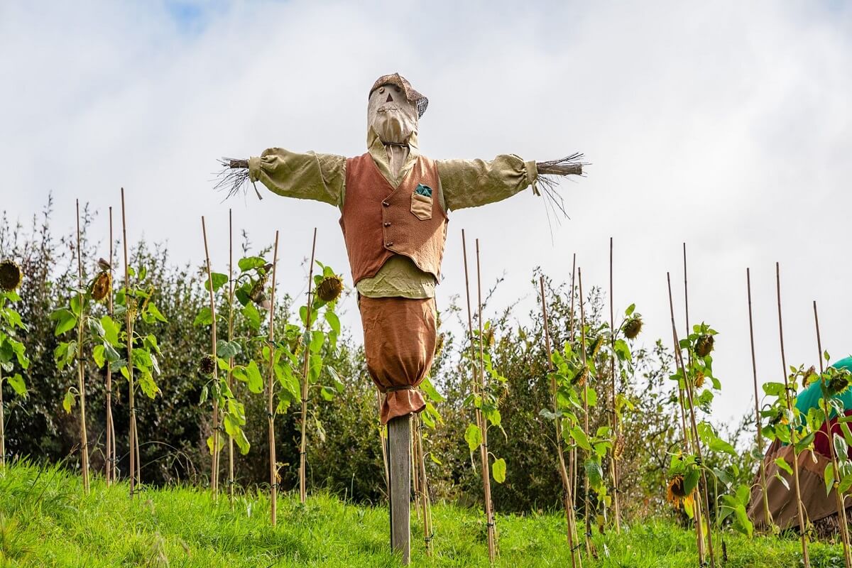 Stop Birds Coming to Your Farm