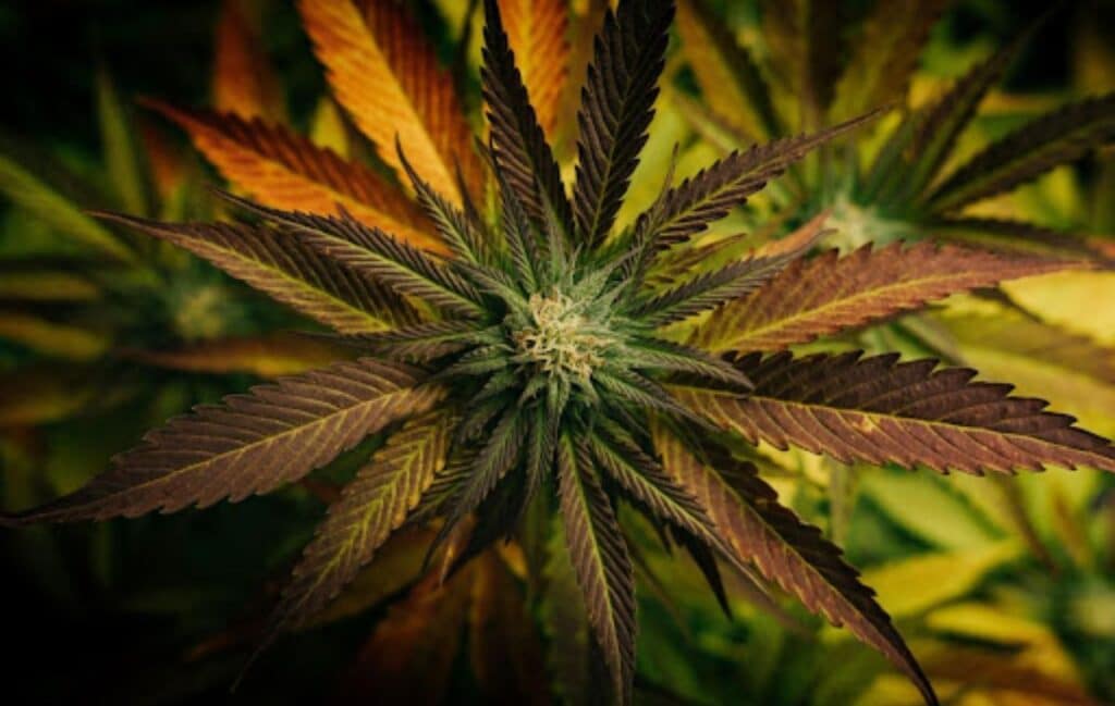 THC and CBD