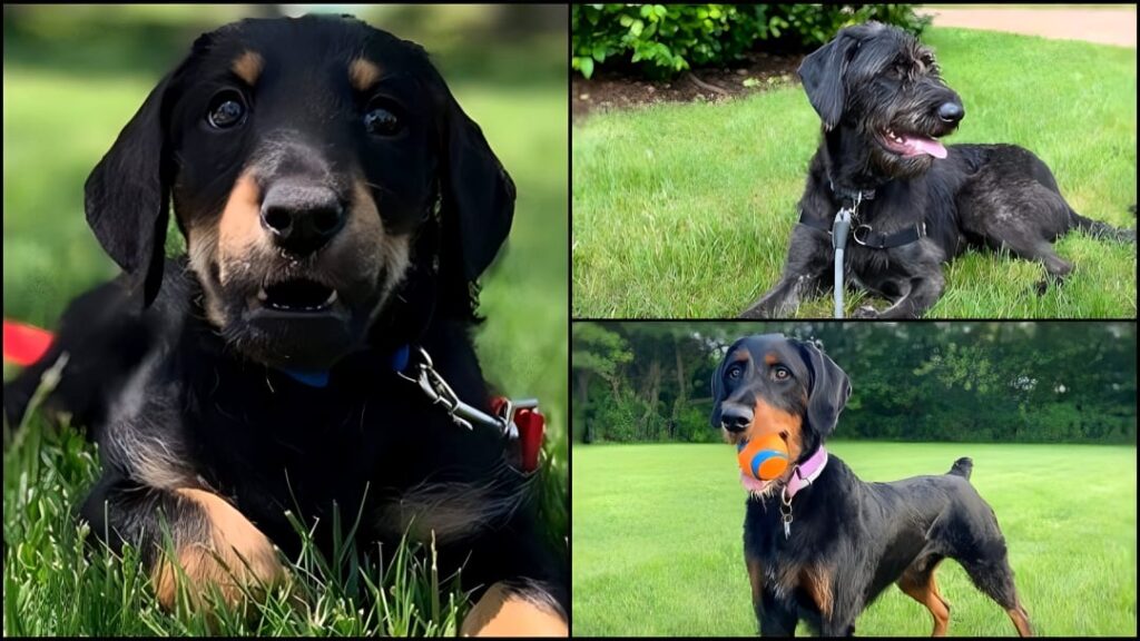 Doberdoodle