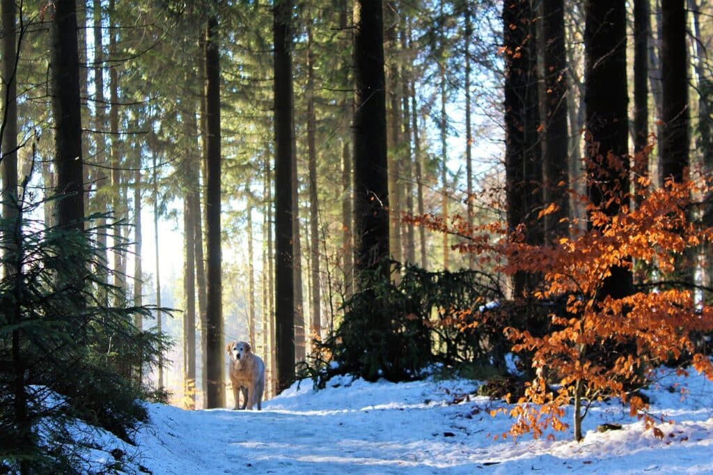 Hiking with Your Dog