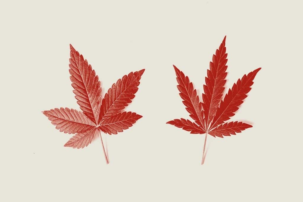 Sativa Strains