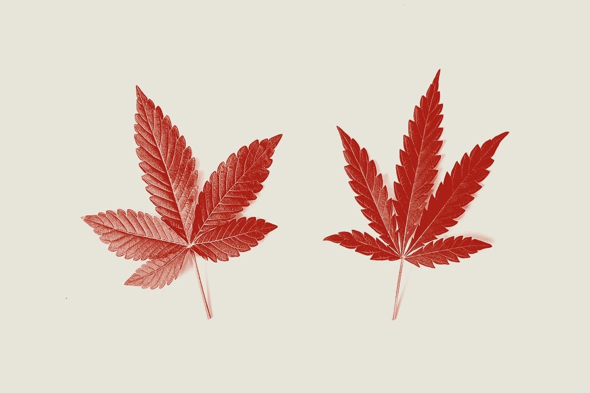 Sativa Strains