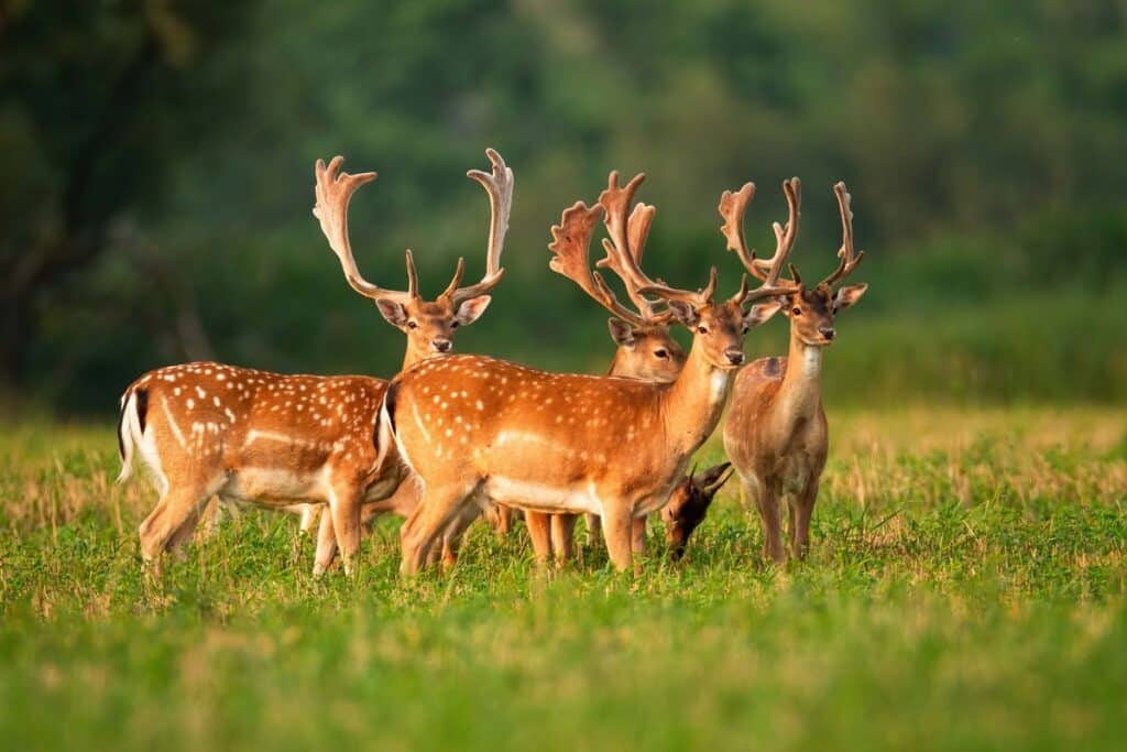 Spot Wildlife in Europe