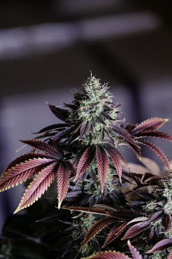 Strains Of Cannabis