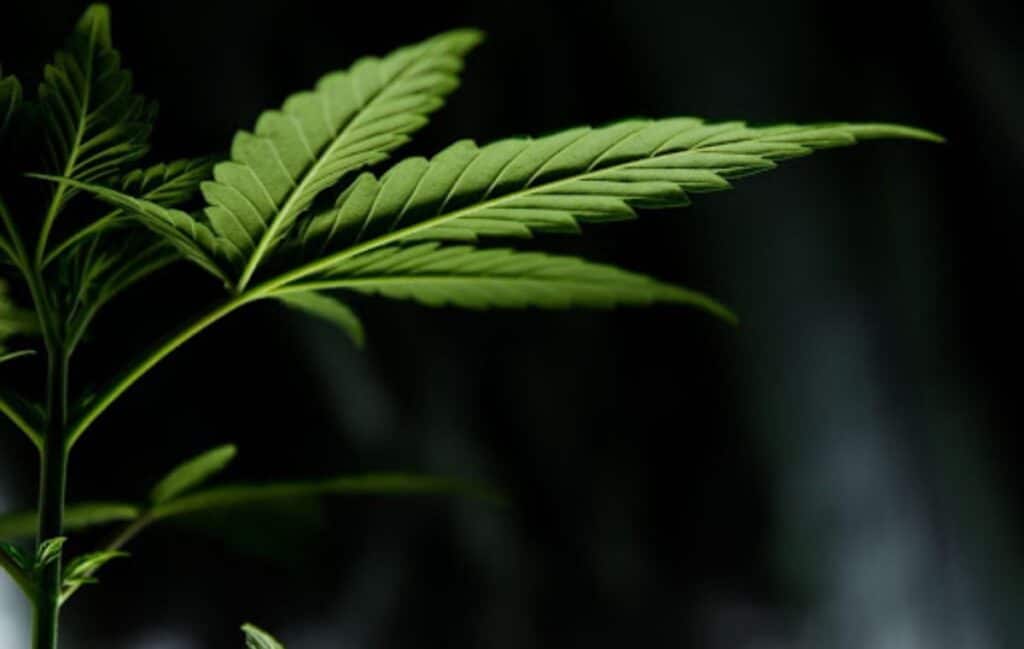 Cannabis Strain