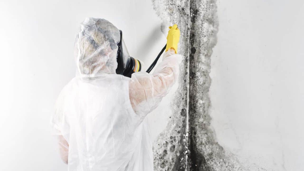 How to Live Mold-Free in 2023