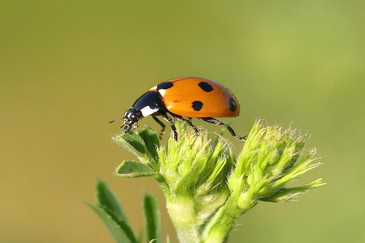 Photograph Insects