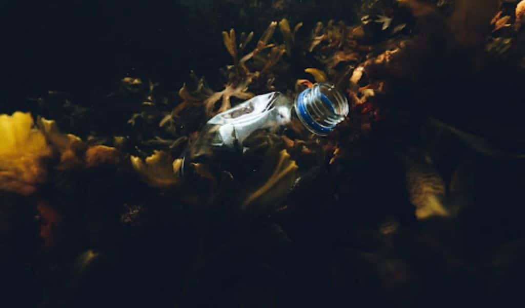 Plastic Free Ocean for Animal Wellbeing