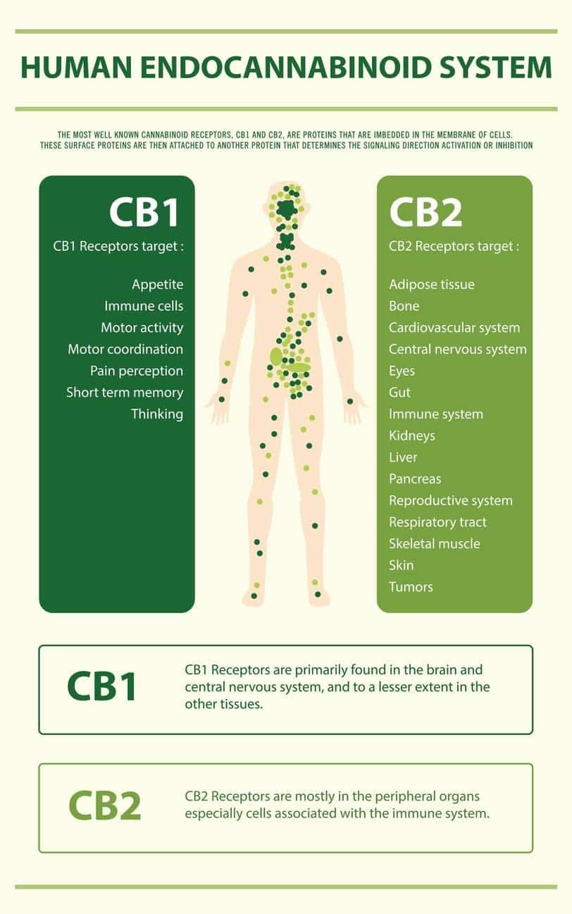 human endocannabinoid system