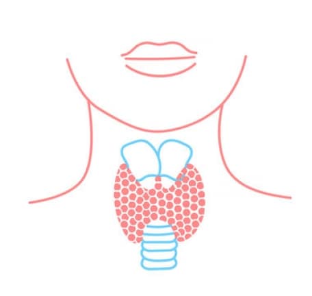what is thyroid