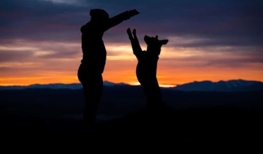 Pet Care Tips