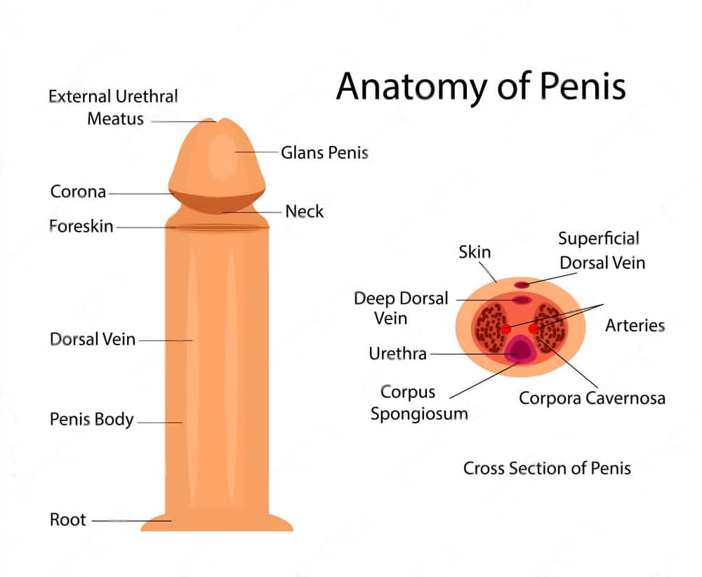 Anatomy of Penis