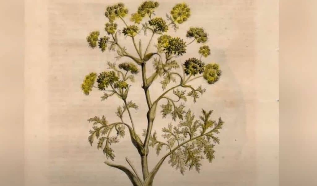 Ancient Greek Medicinal