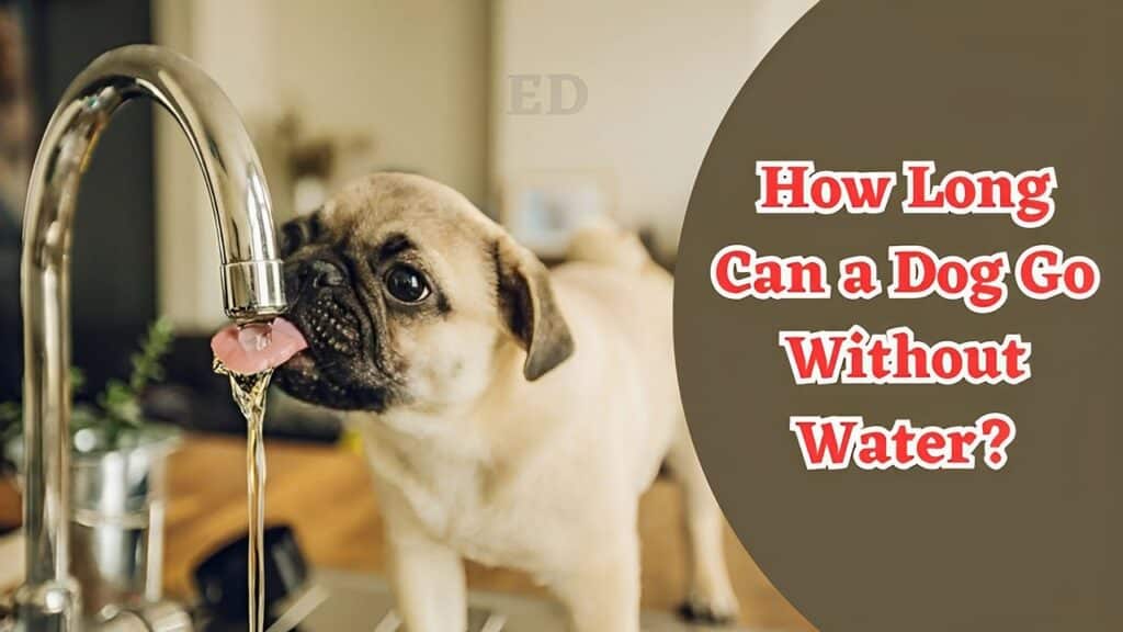 How Long Can a Dog Go Without Water