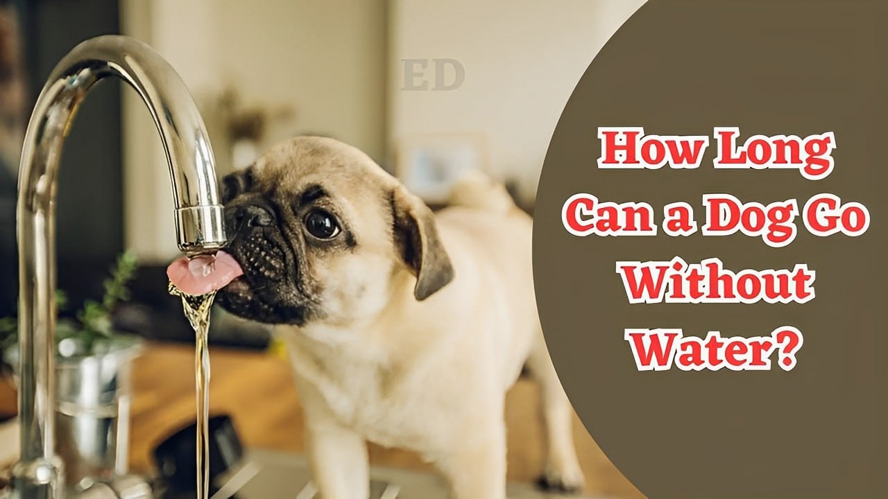 How Long Can a Dog Go Without Water