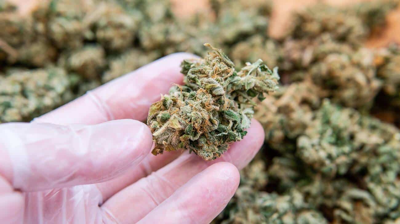 marijuana effect