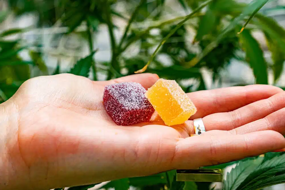 bear balanced creatine gummies