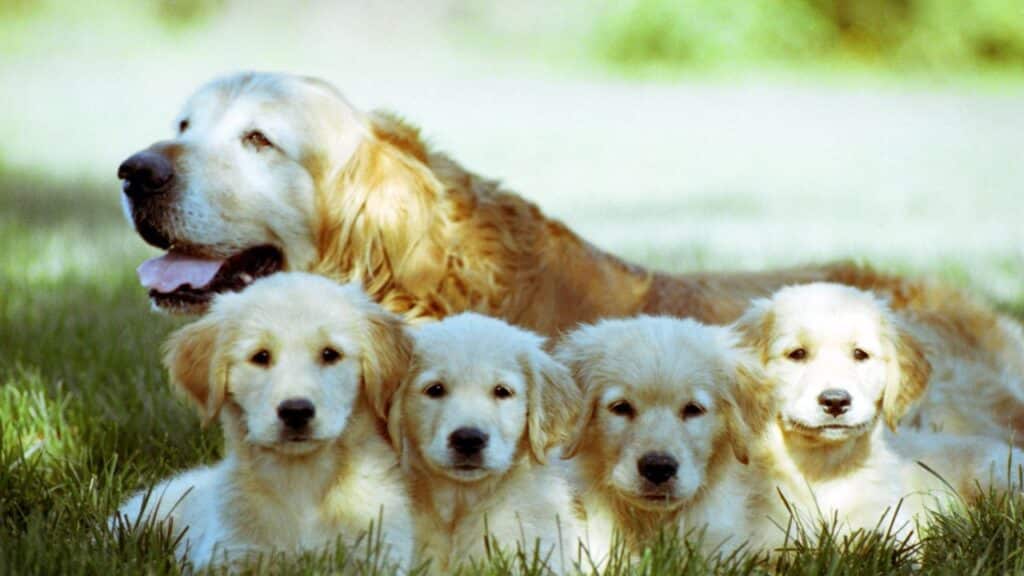 Most Expensive Dog Breed in the World
