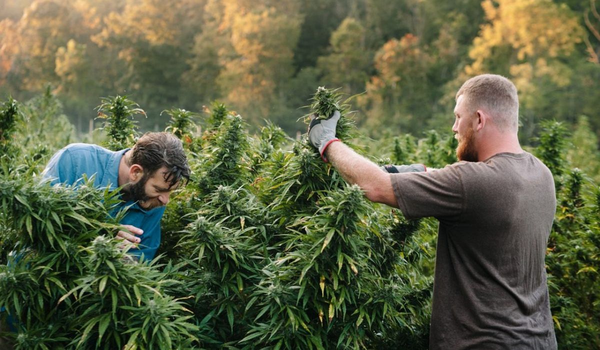 Most Expensive Weed Markets 2023