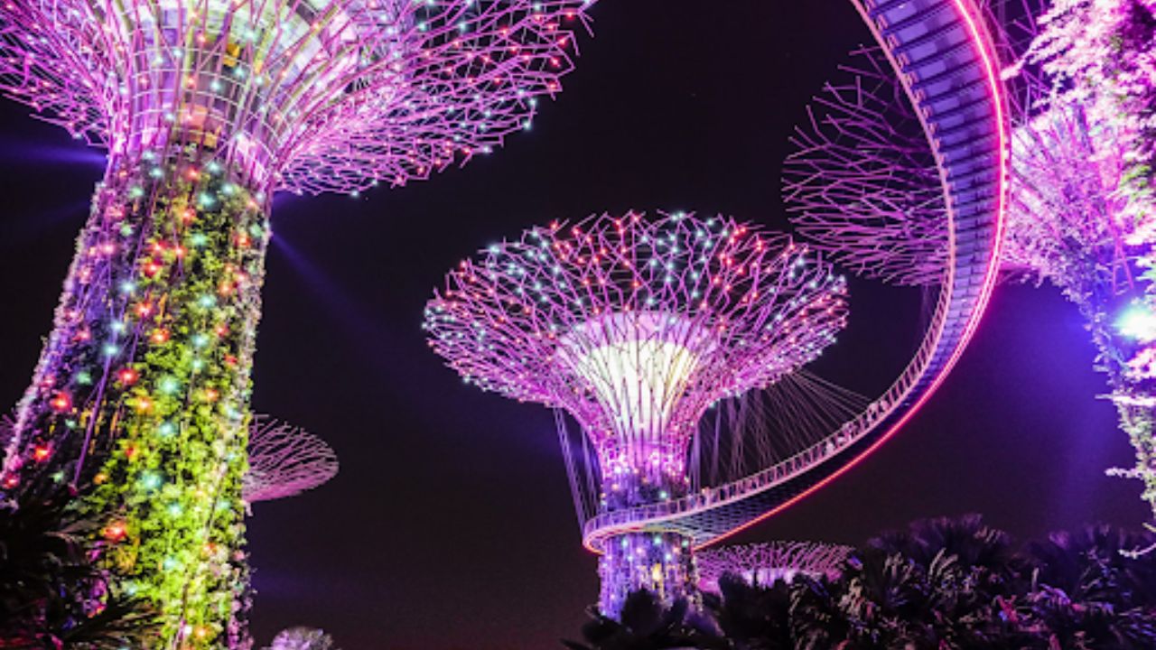 Tree-like structures covered in lights during nighttime