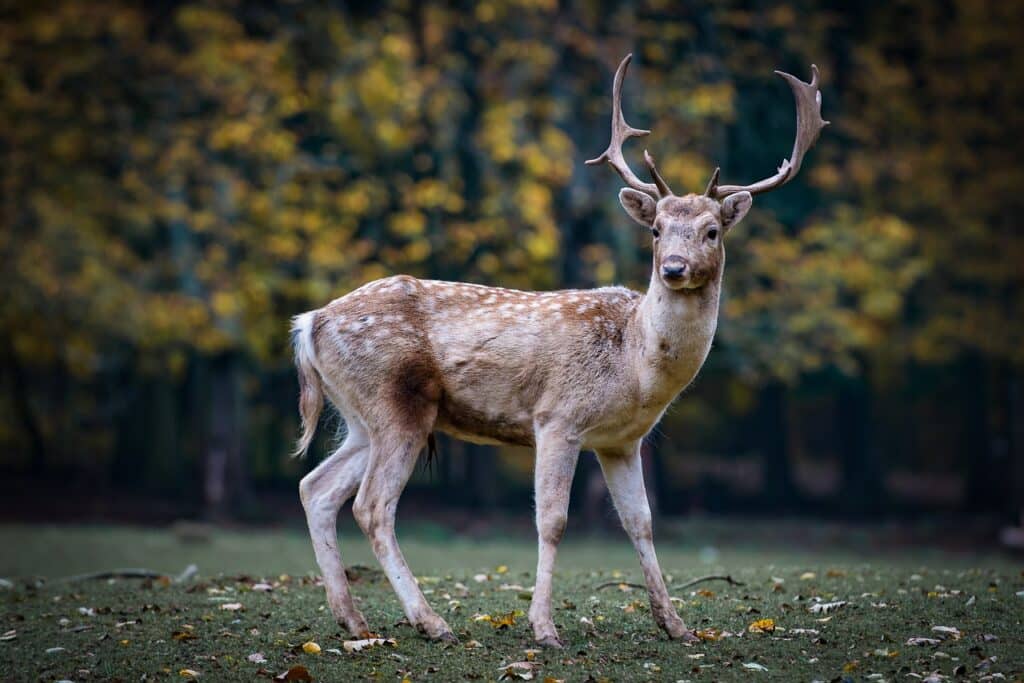Luxury Wildlife Holidays