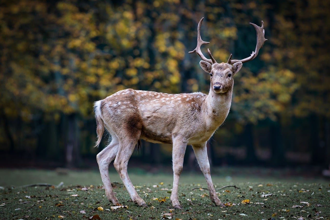 Luxury Wildlife Holidays