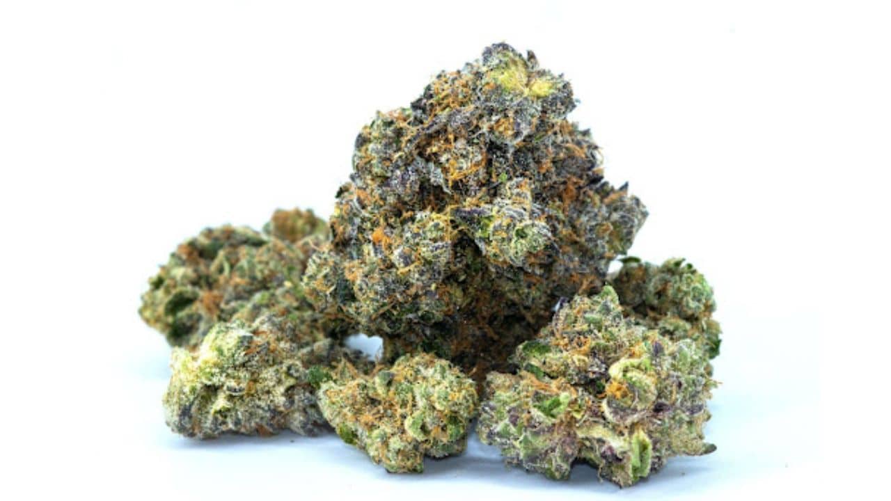Alluring Buds