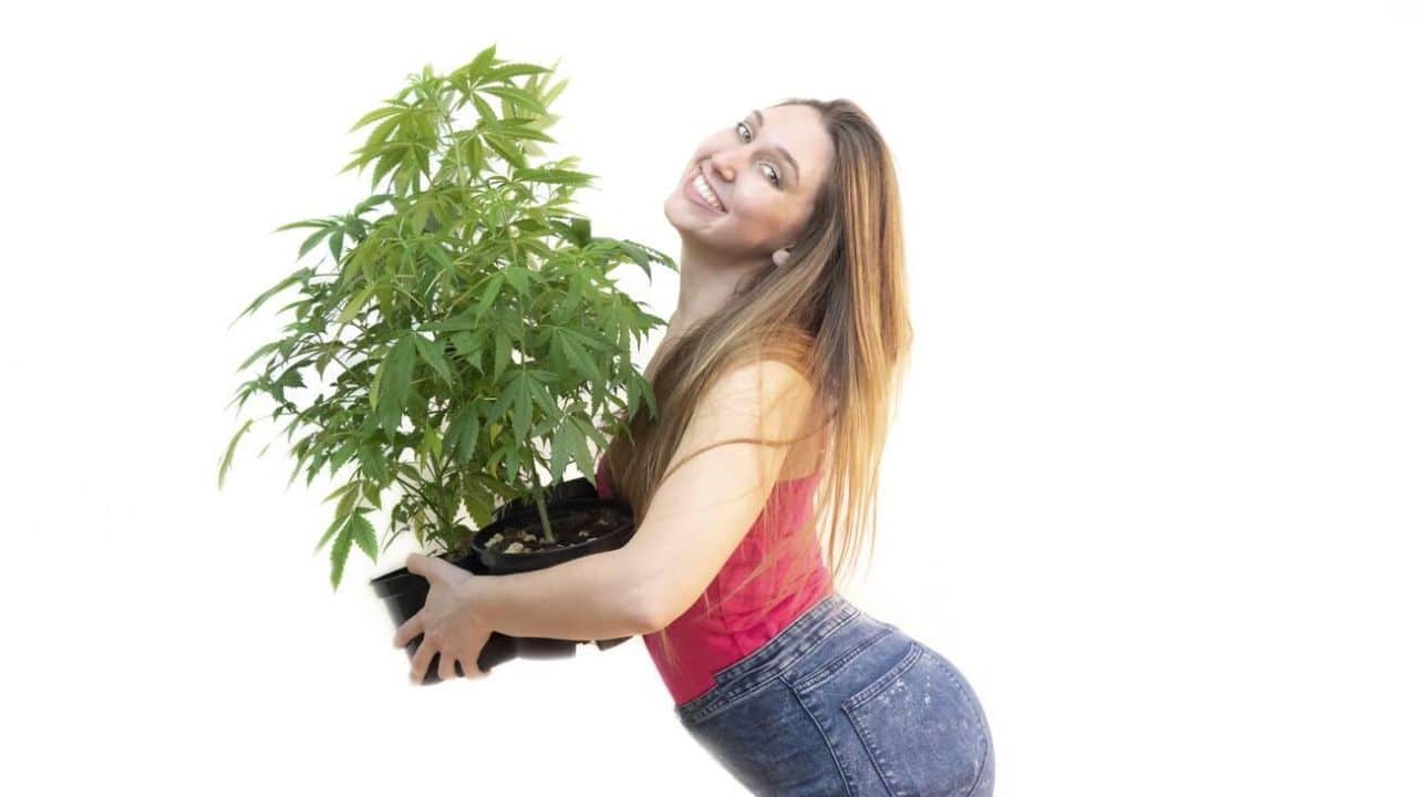 Marijuana Index