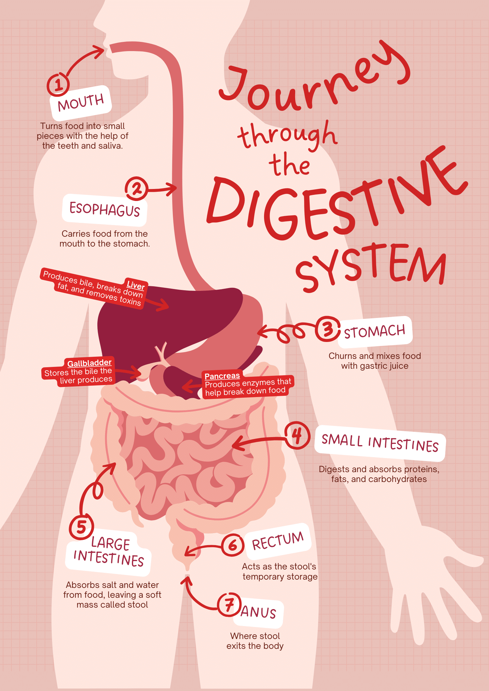 The Digestive System