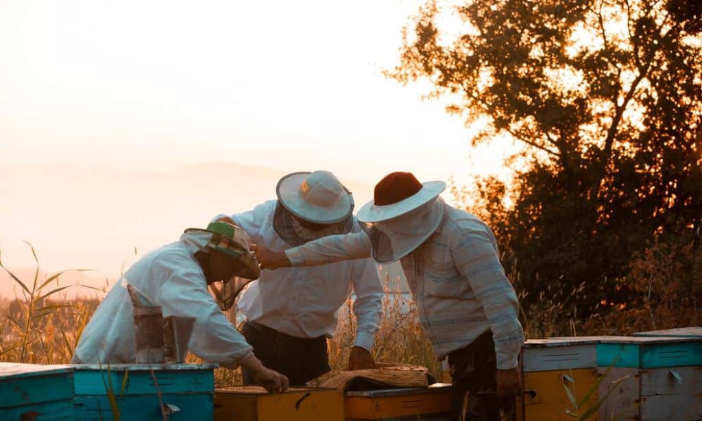 Beekeeper