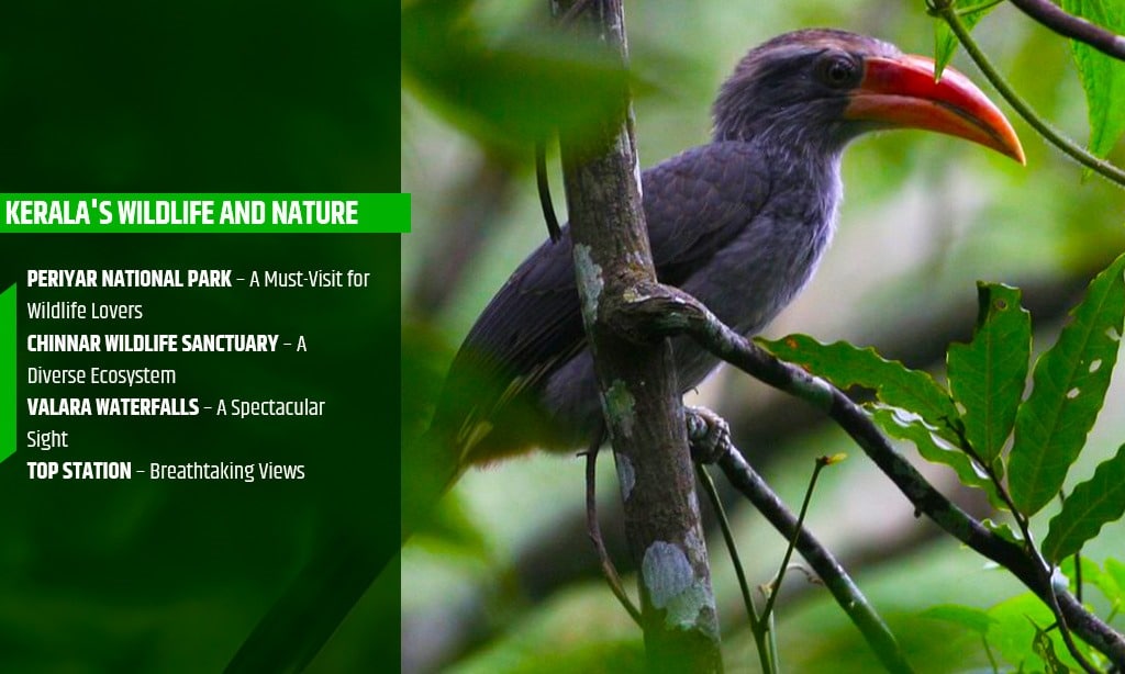 top wildlife and nature in kerala